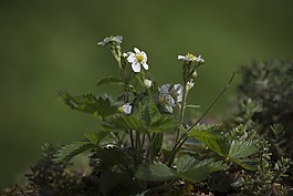草莓,草莓花,草莓植株