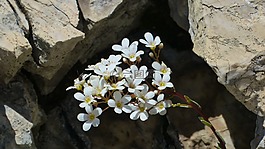 匙叶虎耳草,花,开花