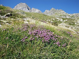 比利牛斯山脉,山,景观