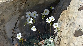 匙叶虎耳草,花,开花