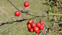 莓果,植物,红色