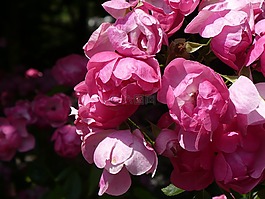 鲜花,粉红色,花瓣