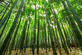 自然,竹,绿色