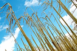 玉米,小麦,农业