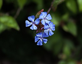 黄芪 balearicus,苏格兰,花园