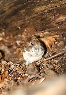 木鼠,鼠标,性质