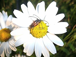 天牛,甲虫,配对