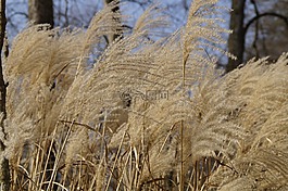 兰草,芦苇,里德