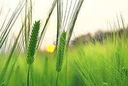 大麦场,济州岛,由于yeonbuk