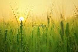 大麦场,日出,早晨