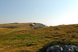 马,山,野生