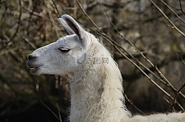 美洲驼,头,面对