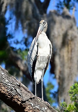 木白鹳,野生动物,鸟