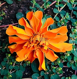 橙花,橙花瓣,橙色