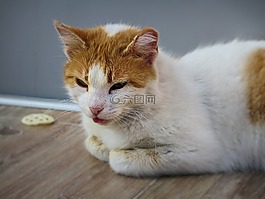 无家可归,猫,小猫