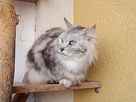 猫,动物,kurilian鲍勃泰尔