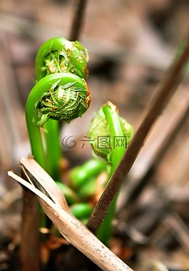 蕨菜蕨类植物,提琴,蕨类植物