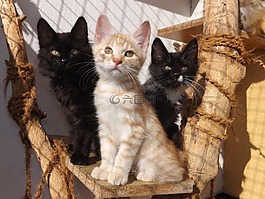 kurilian鲍勃泰尔,小猫,黑猫