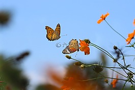 蝴蝶,支撑,lycaena phlaeas