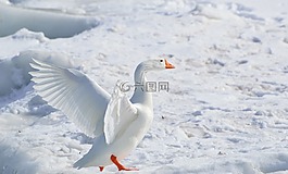 更大的雪雁,鹅,雪雁
