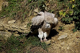 兀鹫,格里芬雕,拾荒者