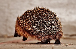 刺猬的孩子,年轻的刺猬,刺猬