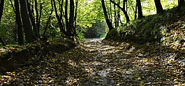 方式,森林,在森林里路