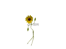 花,数字,有趣的花