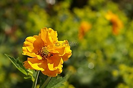埃文斯,灌木,gartenstaude