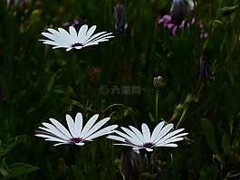 开普篮,鲜花,白