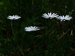 开普篮,鲜花,白
