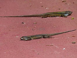蜥蜴,穿得嫩黄嫩黄的蜥蜴,gallotia galloti