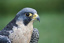 wanderflake,falco peregrinus,猛禽