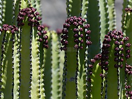 穿得嫩黄嫩黄大戟,厂,大戟 canariensis