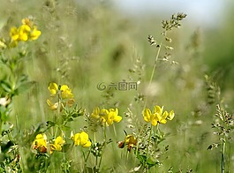 鲜花,未成年,草甸