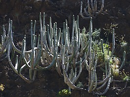 穿得嫩黄嫩黄大戟,厂,大戟 canariensis