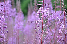 紫色小花,紫,尼斯 des 香榭丽舍大街