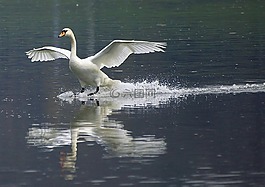 天鹅,维斯,性质