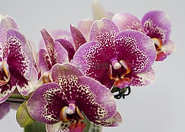 蝴蝶兰,紫,兰花