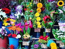 鲜花,鲜花店,花园