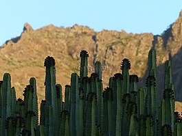 穿得嫩黄嫩黄大戟,厂,大戟 canariensis