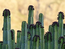 穿得嫩黄嫩黄大戟,厂,大戟 canariensis