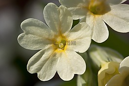 黄花九轮草,春天的预兆,开花