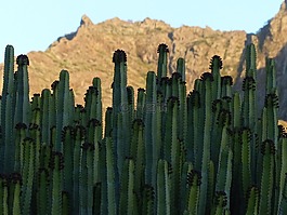 穿得嫩黄嫩黄大戟,厂,大戟 canariensis