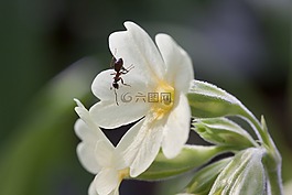黄花九轮草,春天的预兆,开花