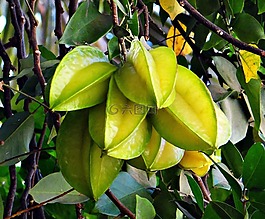 杨桃,成熟,热带水果
