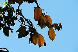 杨桃,成熟,热带水果