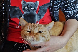 猫,drbe,爱抚