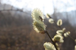 pussywillow,春天的花朵,浅绿色