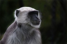 猴子,prosimian,旧世界猴